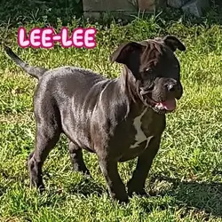 American Bully Puppies For Sale