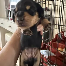 Female Dachshund Puppies