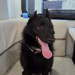 Schipperke Male 3 years Ozzie