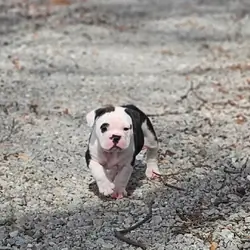 Olde English bulldog pups