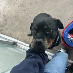 Nala
