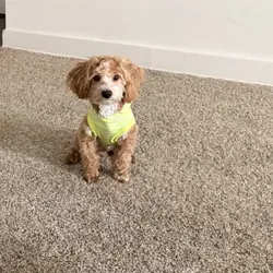 Yorkiepoo