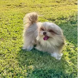 Purebred Mi-Ki Young Adult Male
