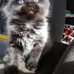 Blue-Eyed Ragdoll Beauty 💙🐾