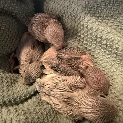 Parrotlets