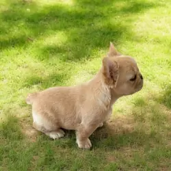 Female French Fluffy dog