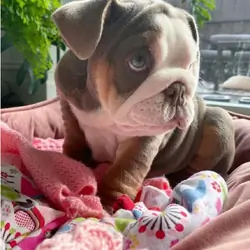 English Bulldog puppies