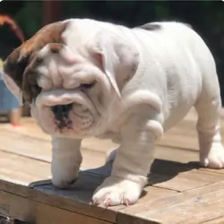 Gorgeous Male and female English Bulldog puppies