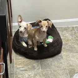 I am selling two male chihuahuas mixed with corgi.