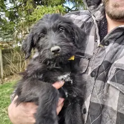 Shepadoodle