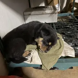 Rottweiler mix puppies