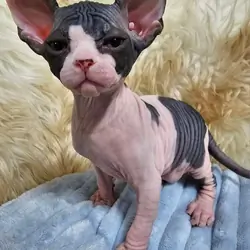 Sphynx Kittens