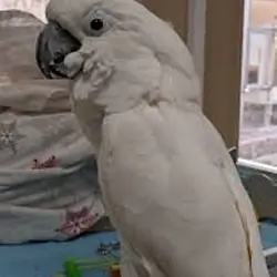 Hand Raised Umbrella Cockatoo Parrots 7194025537