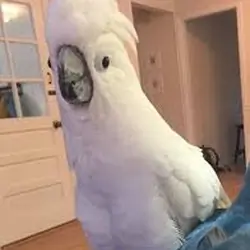 Talking Umbrella Cockatoo Parrots Ready Now.