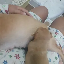 Cute small puppy. Chiweenie.
