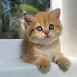 Healthy Munchkin Kittens Ready Now.7194025537