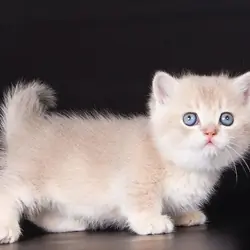 Beautiful Munchkin Kittens Ready Now.7194025537