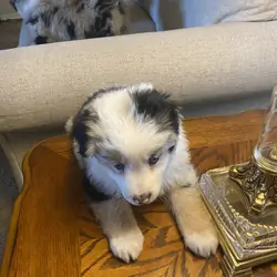 Australian Shepherd