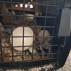 Hairless rat needing a home (Sold)