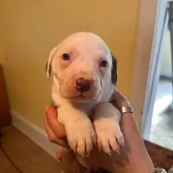 PIT MIX PUPPIES