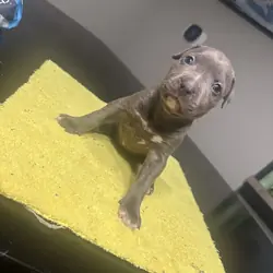 Pitbull pups