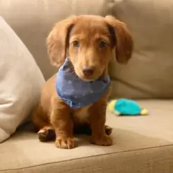 Mini Dachshund