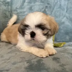Shih Tzu puppies