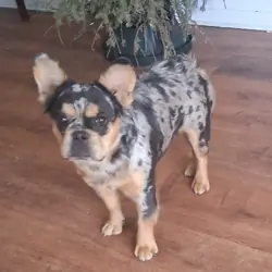 2 female french bulldog pups