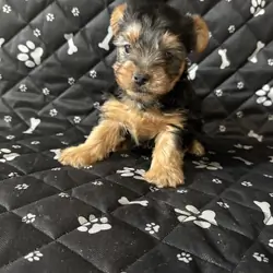 Teacup Yorkie