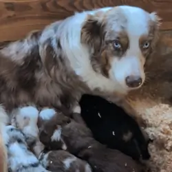 Australian Shepherd Puppies