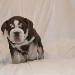 English Bulldog Puppies
