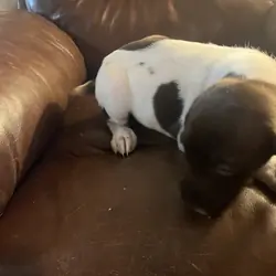 German Shorthair Pointers i