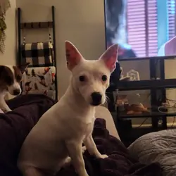 Purebred Female Jack Russell Terrier