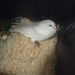 White pigeon mixed
