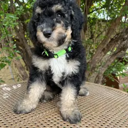F1B Miniature Sheepadoodle