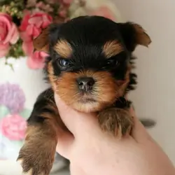 Yorkshire Terrier puppies