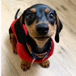 Amazing Dachshund puppies available
