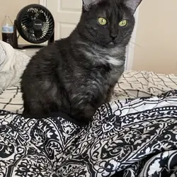 Sweet & Quiet Cuddle Cat Rika Looking for a Loving