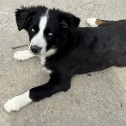 Mini Australian Shepherd- Male