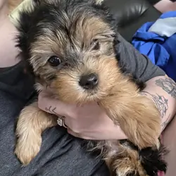 Merle yorkie puppy
