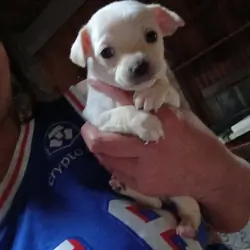 Teacup chihuahua puppy