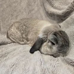 Holland Lop Male