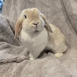Holland Lop Rabbit Female