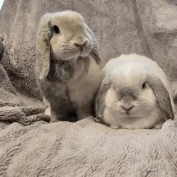 Holland Lop Rabbit Bonded Sisters