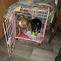 Two chihuahuas needs to go to the same home
