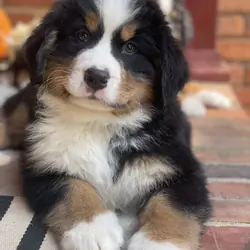 AKC IMPORT BERNESE PUPPIES