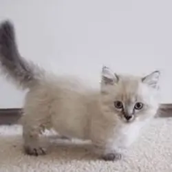 Caring Munchkin Kittens For New Homes.7194025537