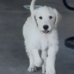 Labradoodle Puppies