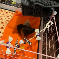 Guinea pig
