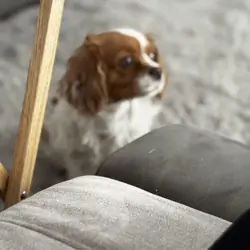 cavalier king charles spaniel
